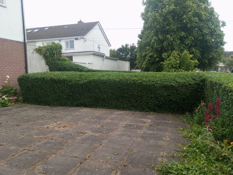 Large Hedge Trimming